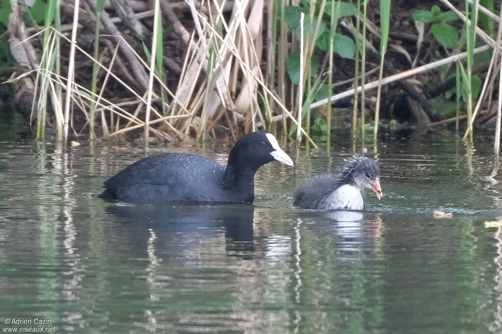 Eurasian Coot