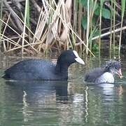 Eurasian Coot