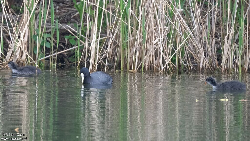 Eurasian Coot