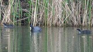 Eurasian Coot