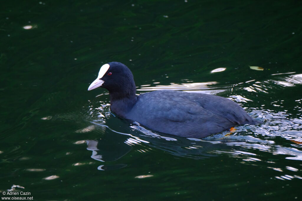 Eurasian Coot