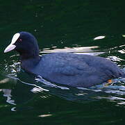 Eurasian Coot