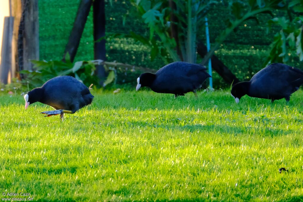 Eurasian Coot, walking