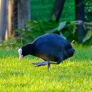 Eurasian Coot