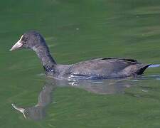 Eurasian Coot