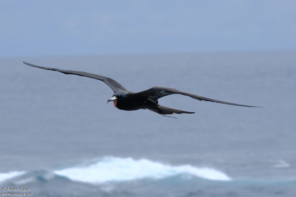 Great Frigatebird male adult, Flight