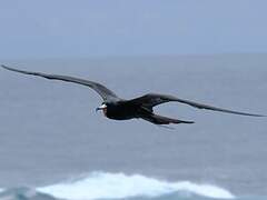Great Frigatebird