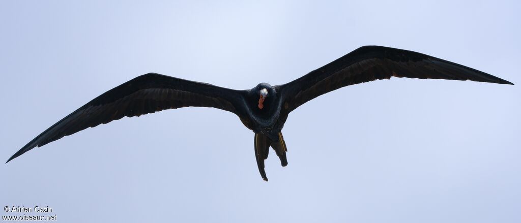 Great Frigatebird male adult, Flight