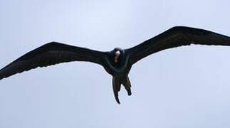 Great Frigatebird