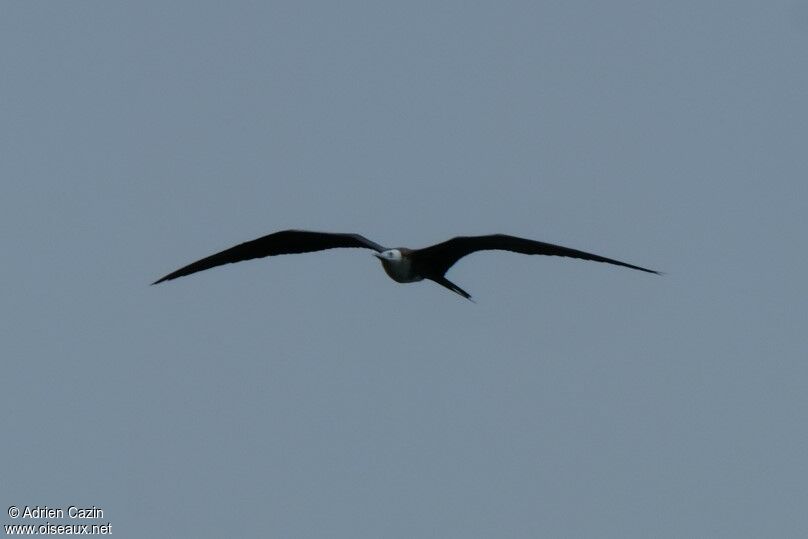 Magnificent Frigatebird