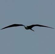 Magnificent Frigatebird