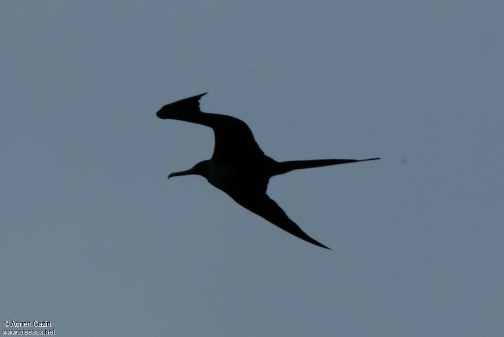 Magnificent Frigatebird