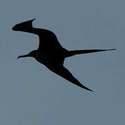 Magnificent Frigatebird