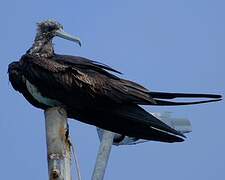 Magnificent Frigatebird