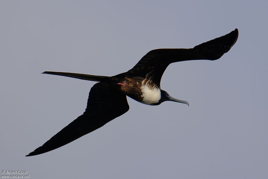Magnificent Frigatebird female adult, Flight