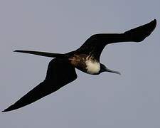Magnificent Frigatebird