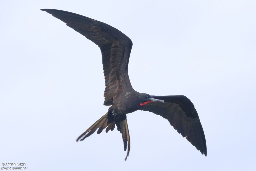 Magnificent Frigatebird male adult, Flight