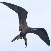 Magnificent Frigatebird