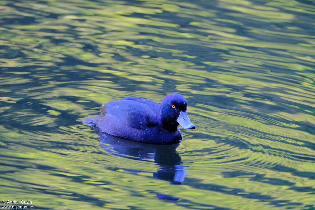 New Zealand Scaup male adult