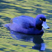 New Zealand Scaup