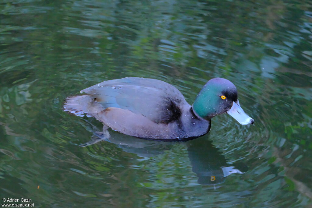 New Zealand Scaup male adult