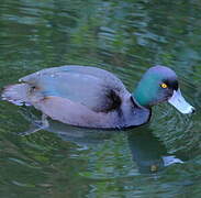 New Zealand Scaup