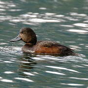 New Zealand Scaup