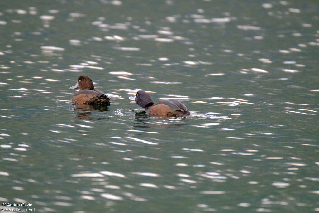 New Zealand Scaupadult