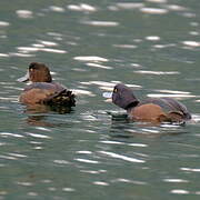 New Zealand Scaup