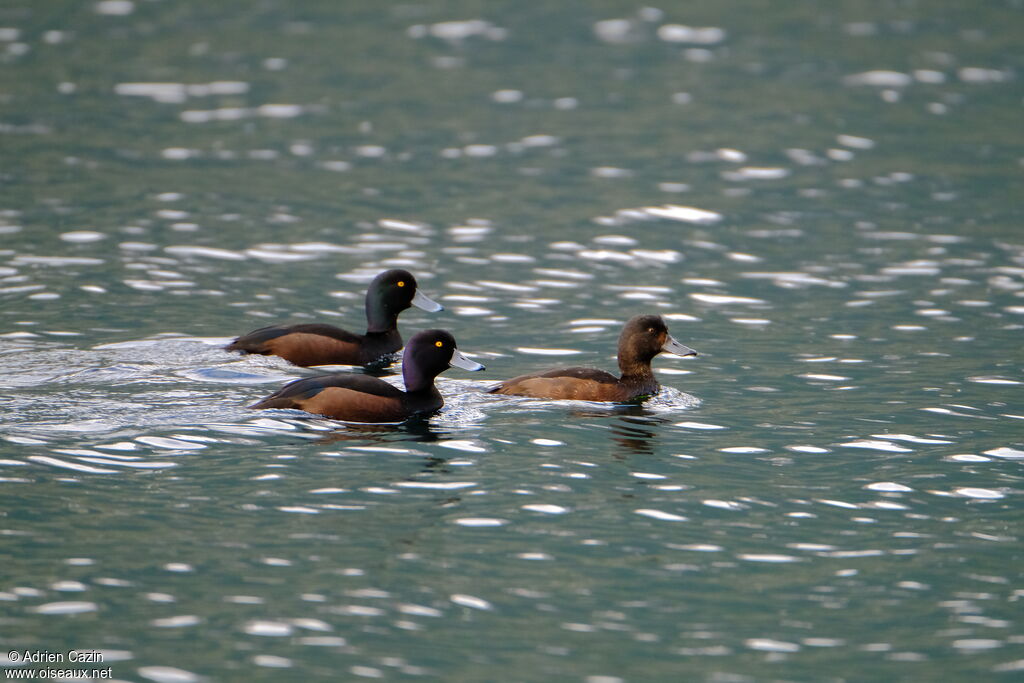 New Zealand Scaup