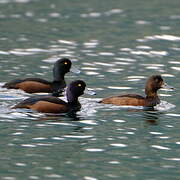 New Zealand Scaup