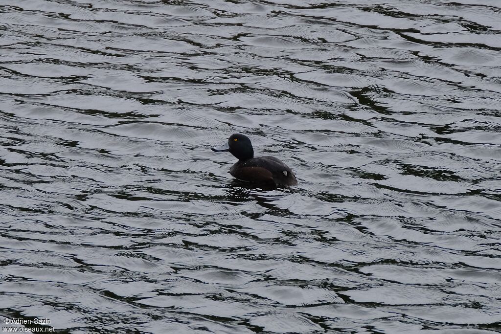 New Zealand Scaup male adult