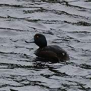 New Zealand Scaup