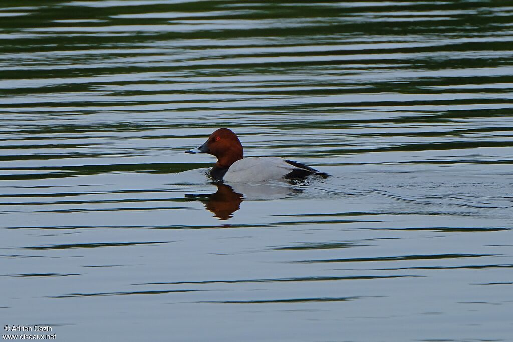 Common Pochard male adult breeding