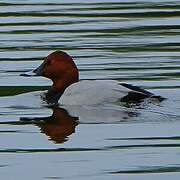 Common Pochard