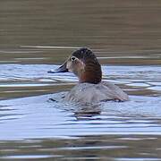Common Pochard