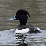 Tufted Duck