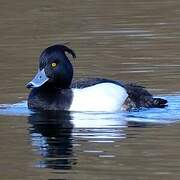Tufted Duck
