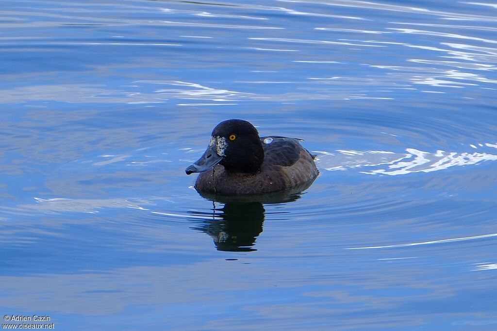 Tufted Duck female adult post breeding, identification