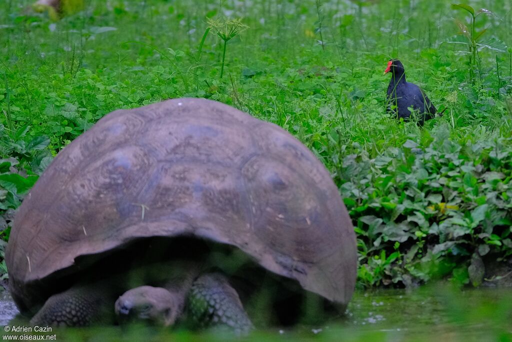 Common Gallinule