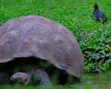 Common Gallinule
