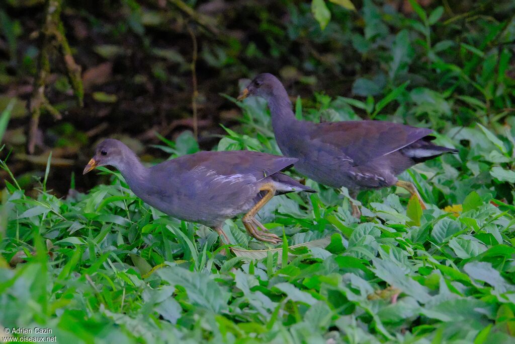 Common Gallinuleimmature