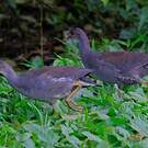 Gallinule d'Amérique