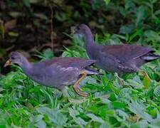 Common Gallinule