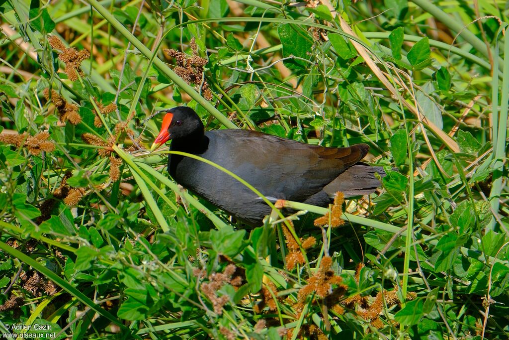 Common Gallinuleadult