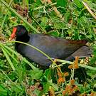Gallinule d'Amérique