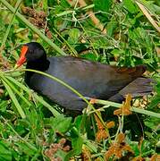 Common Gallinule