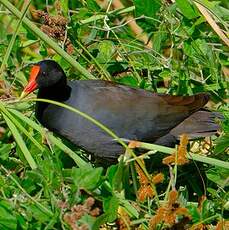 Gallinule d'Amérique