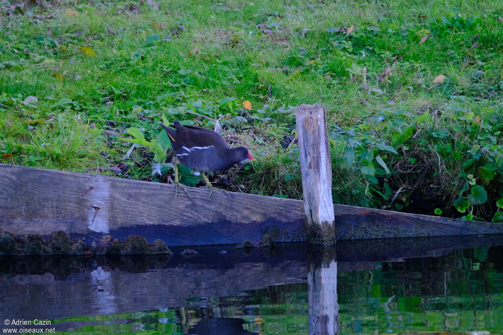 Gallinule poule-d'eauadulte