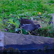 Gallinule poule-d'eau